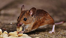 24 Hour & Emergency Exterminators in San Gabriel, CA